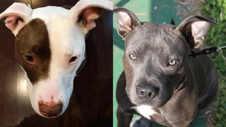 พิทบูล สุขภาพดี EP 33 การรวบรวม Pitbull ที่ตลกและน่ารัก