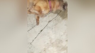 Ai nỡ làm vậy với mày thucung