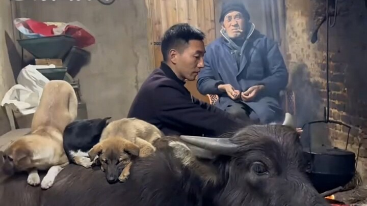 他都叫奶糖了，那是会干活的名吗