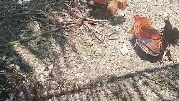 frst spar sa rubble sweater