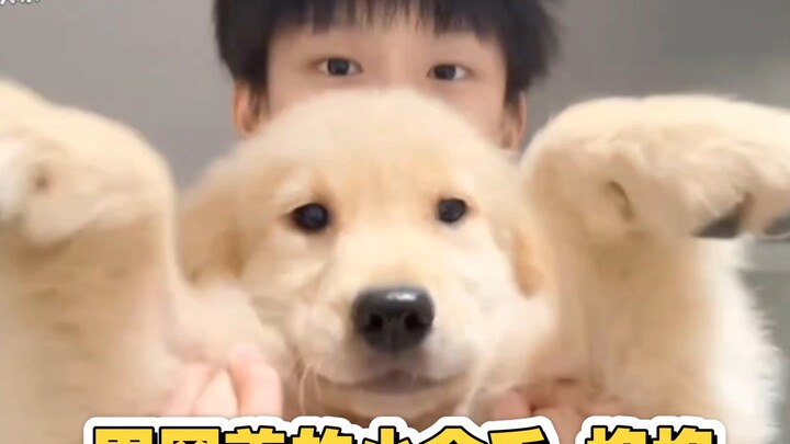 I edited a short video for Sihan’s “smelly” little princess (there are two puppies in the video, rig