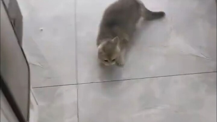 一个粘人一个粘锅