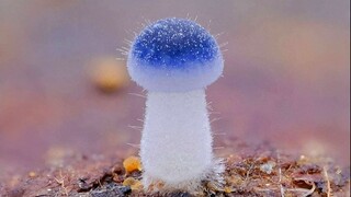 Appreciate the cobra mushroom together