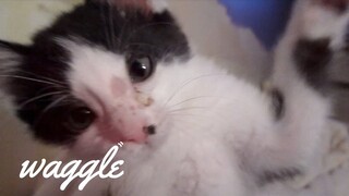 Cat Attacks | Funny Pet Compilation
