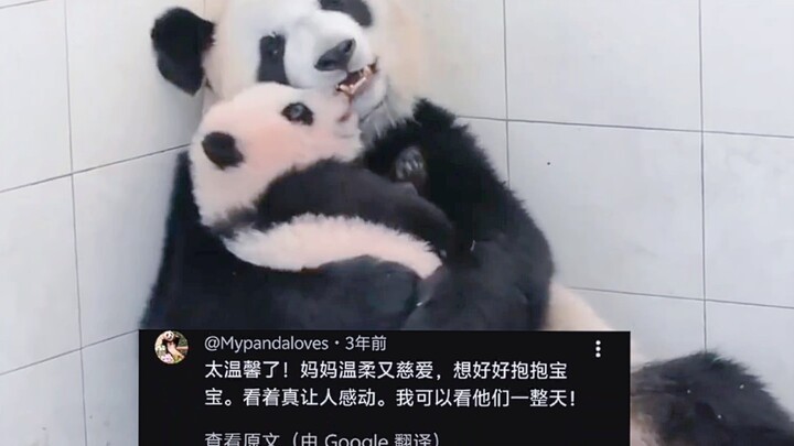 Foreign netizens are buzzing over a Chinese panda mom hungrily nuzzling her adorable cub, with 8.9 m