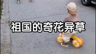 祖国的花朵中总有几朵奇花异草