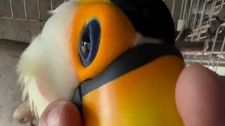 Burung toucan Brasil akan bersuara berisik saat ia gembira.