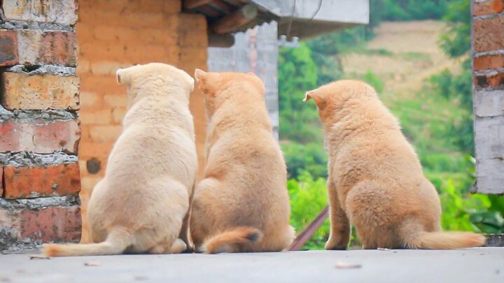 Chinese rural dog helps a fan fetch two tiny puppies from the mountains—their adorable little "sit-i