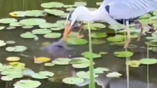 What I mean is, as expected, any species should not be too arrogant, because once arrogant, they wil