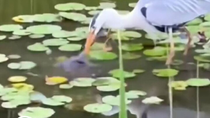 Ý tôi là, như mong đợi, bất kỳ loài nào cũng không nên quá kiêu ngạo, bởi vì một khi đã kiêu ngạo, c