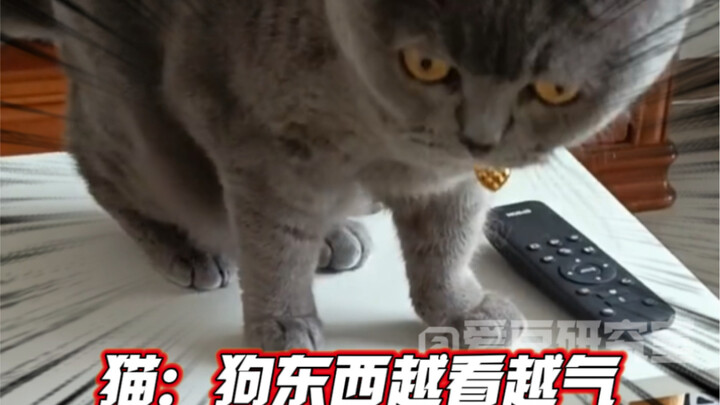 Anjing: Sehari aja nggak kena pukul, badanku rasanya nggak nyaman banget.