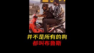 不要小看我们之间的羁绊啊！你说对吧，布鲁斯！