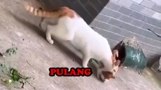 Tingkah Kucing part 9