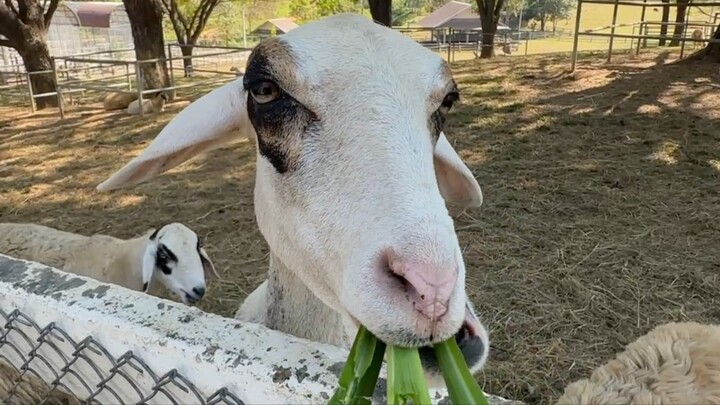 Feeding animals in thailand