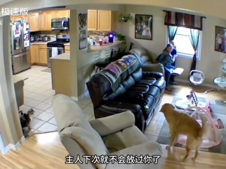 مجمّع مقاطع القطط المحبة للبشر