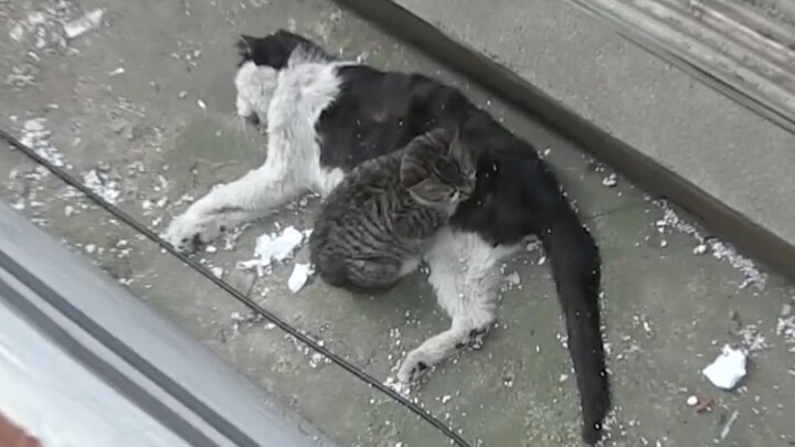 【Kritter Klub】Heartbreaking: Kitten Refuses to Leave Its Deceased Father, Staying by His Side the En