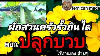 บวบเหลี่ยม|ปลูกไว้ทานเองง่ายๆ ดอกสีเหลืองยามเย็นบานสะพรั่ง