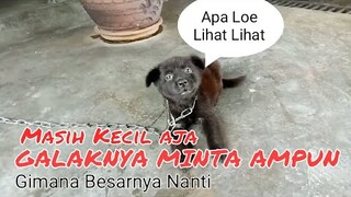 Kecil Kecil Galaknya Nggak Ketulungan, Gimana sudah besar Nanti