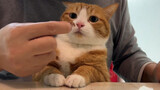 [Pecinta Kucing] Menyuapi kucingku dengan tangan