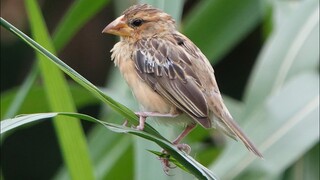 Female BAYA WEAVER Closeup, Singapore