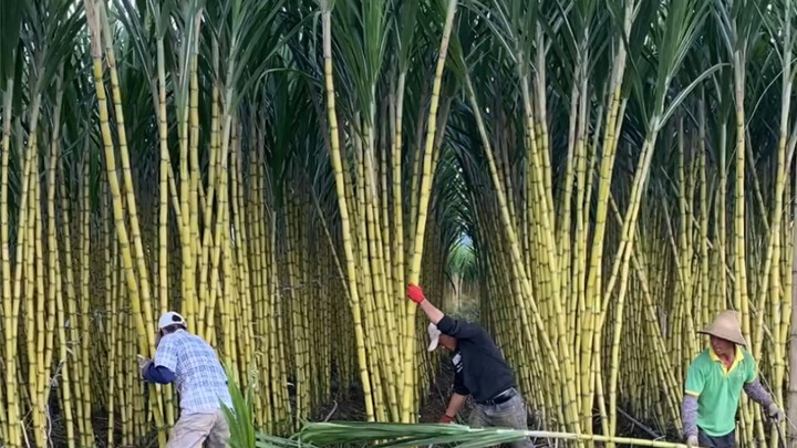 Handmade brown sugar—how is brown sugar made in your hometown? Is it anything like this?