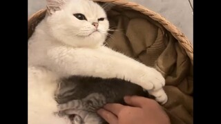 给猫气的都地包天了