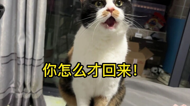 فجأة ذهبت إلى العمل، وعند عودتي من الدوام فوجئت بأن الهرة الصغيرة توبّخني وتتمتم بغضب!