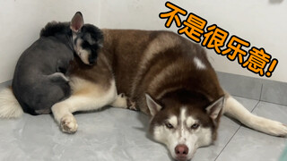 Lucu sekali, anak anjing itu takut kedinginan dan selalu mencari Husky untuk dipeluknya!