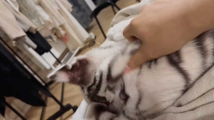 百万的一天好忙