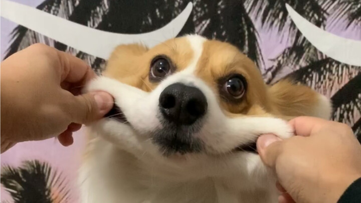 Chó Corgi có tính khí tốt nhất trông như thế nào?