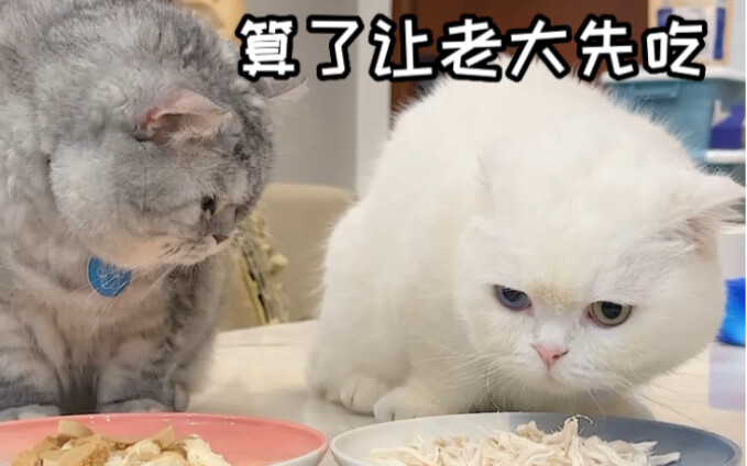 Ketiga kucing di rumahku benar-benar terbagi dengan jelas ke dalam beberapa tingkatan!