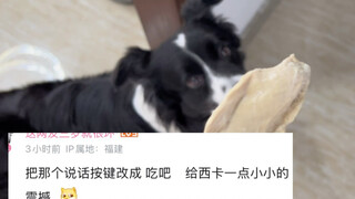 给你看看我家的犟种小狗