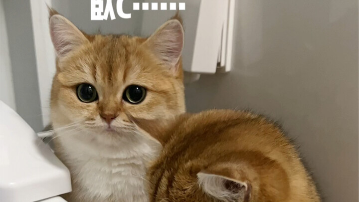 Lihat, kalian sekarang udah nggak bisa lagi iseng minum air toilet!