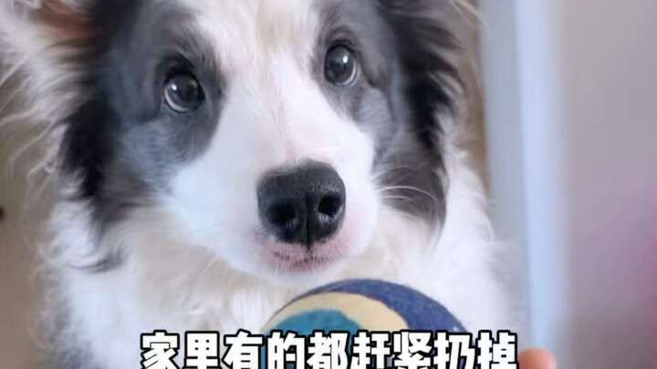 Never play tennis with your puppy again