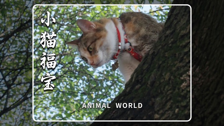 ฟู่เป่า: ขอบคุณที่รับฉันเป็นลูกสาว ชาติหน้าฉันจะยังอยู่กับคุณอีกนะคะ