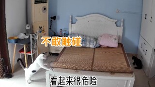 凉席咬猫事件