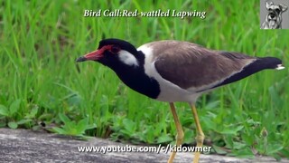 Bird Call: RED-WATTLED LAPWING
