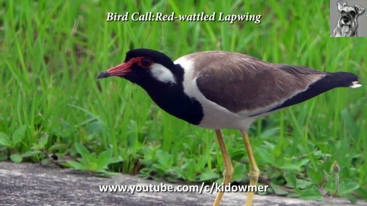 Bird Call: RED-WATTLED LAPWING