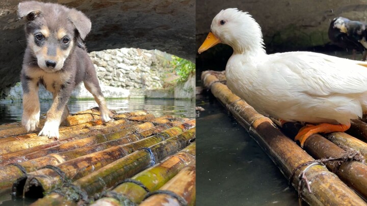 The summer pond turns into a water park for little animals!