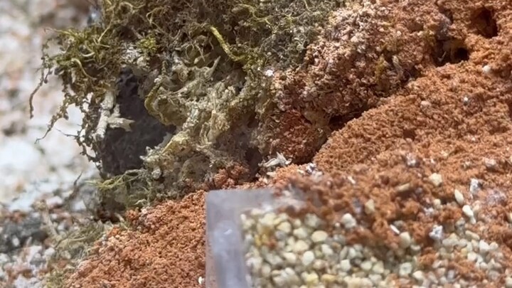 Gue nggak bisa berkata-kata… Pasukan Asing lengkap hancur total!!!