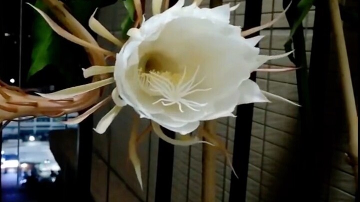 "คุณจะโชคดีมากถ้าคุณชวนฉันไปดูดอกไม้บาน~"