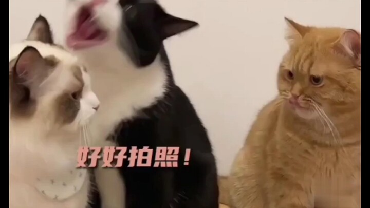 In the end, I paid the price for being too cute.