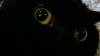 Con mèo tàng hình này cứ thích nằm lên quần áo của tôi! Tại sao vậy nhỉ?