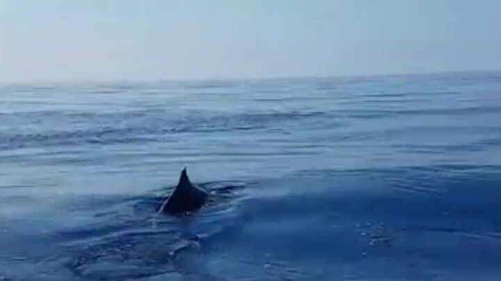 Nelayan Italia menyelamatkan bayi lumba-lumba; induk lumba-lumba terus melompat ke permukaan laut se