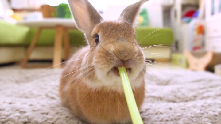 [Pets] Rabbit Eating In Front Of Camera! Hear It Chewing!