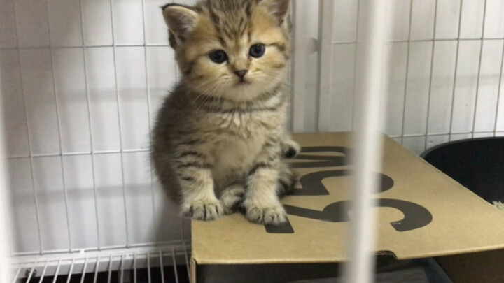 Such a tiny little guy, I've raised him for so long...