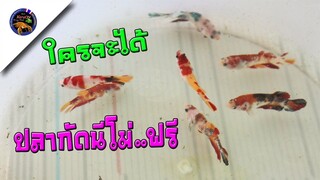 ปลากัดนีโม่และปลาอีก2คู่แจกฟรีใครจะได้ไปมาดูพร้อมๆกันสไตลnkorattv