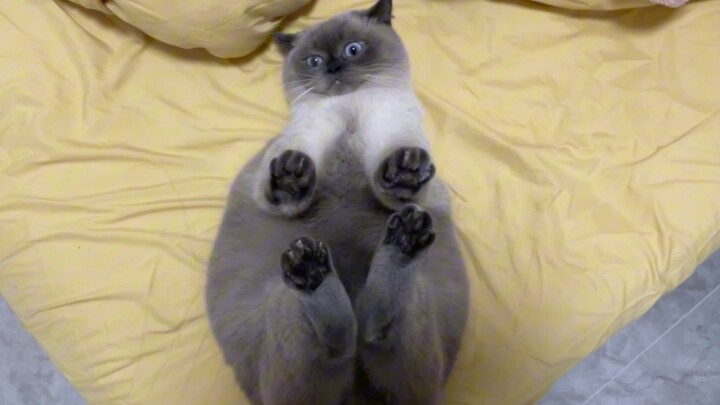 Let me have your take on this! Isn’t being this cute just begging for kisses?