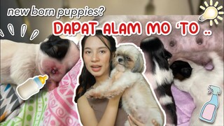 PAANO MAG ALAGA NG NEW BORN PUPPIES | PUPPIES UPDATE! PAANO MAG ALAGA NG NEW BORN SHIH TZU