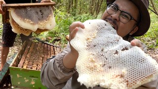 CARA SEDERHANA PANEN SARANG LEBAH MADU DI HUTAN | HARVESTING RAW HONEYCOMB | EATING HONEYCOMB ASMR